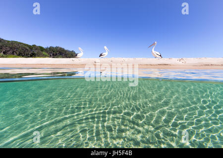 Pelikane ruhen auf dem sandigen Strand über eine lebendige, türkisfarbene Meer in dieser schönen Sonne durchnässt Seelandschaft. Stockfoto