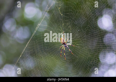 Eine große Golden Silk Orb-Weaver Spinne auf ihr Netz im Brazos Bend State Park Stockfoto