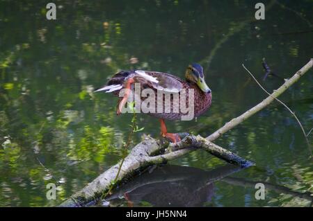 Ente beim Yoga in Boxmoor Stockfoto