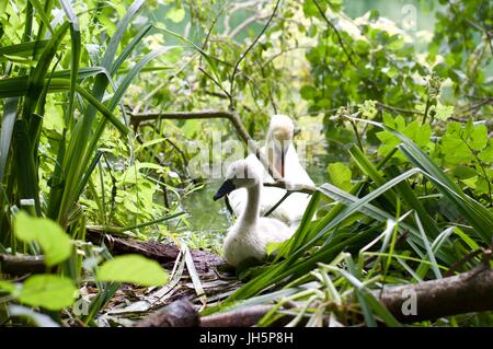 Mutter und Cynet Schwan im Schilf Stockfoto