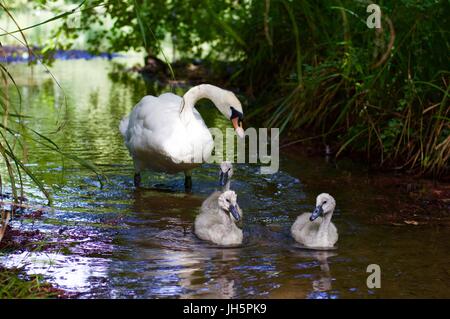 Mutter Schwan mit Cygnets, Aldenham Country Park Stockfoto