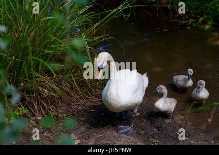 Mutter Schwan mit Cygnets, Aldenham Country Park Stockfoto