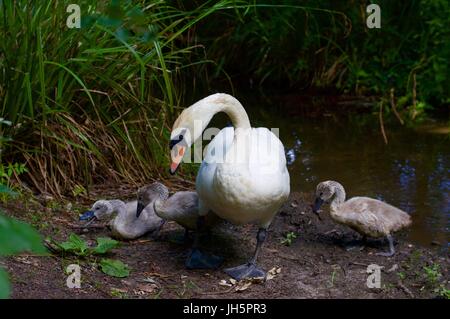 Mutter Schwan mit Cygnets, Aldenham Country Park Stockfoto