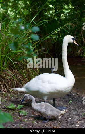 Mutter Schwan mit Cygnets, Aldenham Country Park Stockfoto