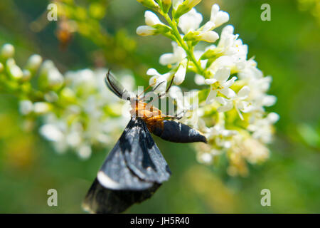 Eine White-Tipped schwarze Motte Fütterung auf Blumen im Brazos Bend State Park in Texas Stockfoto