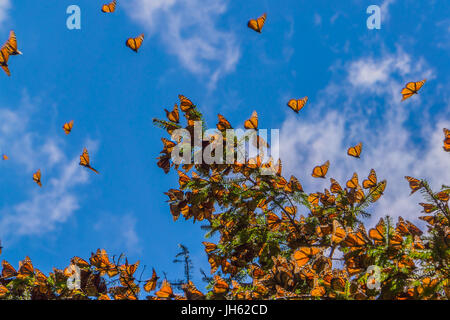 Monarchfalter auf Ast im blauen Himmelshintergrund, Michoacan, Mexiko Stockfoto