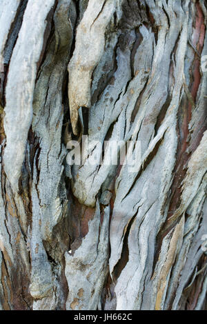 Die Rinde eines jungen coastal Redwood Sequoia Sempervirens, Textur oder Hintergrund Stockfoto