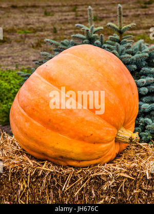 Niederlande, Südholland, Hillegom, Riesenkürbis Stockfoto