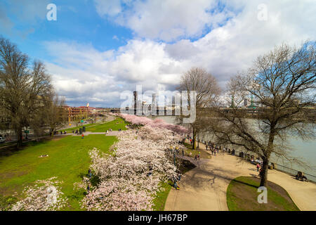 Cherry Blossom Bäume Frühlingsblumen blühen entlang downtown Portland Oregon Stockfoto