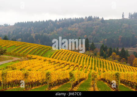 Farben des Herbstes auf sanften Hügeln der Weinreben auf Weingütern in Dundee Oregon im Herbst Stockfoto