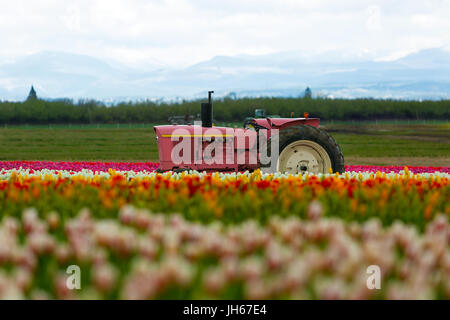 Die rosa Traktor Holzschuh Tulip Festival in Woodburn Oregon Stockfoto