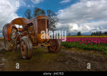 Orange-Traktor im Tulpenfeld bei hölzernen Schuhs Tulpenfestival in Woodburn Oregon Stockfoto