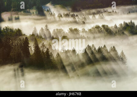 Strahlen der Sonne strahlend durch nebligen Wald im Mount Hood National Forest Stockfoto