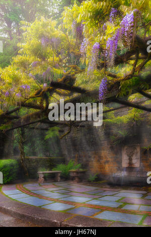 Glyzinien Blüten blühen Spalier über Löwenkopf Zimmerbrunnen in Renaissance Gartenterrasse im Frühling Stockfoto