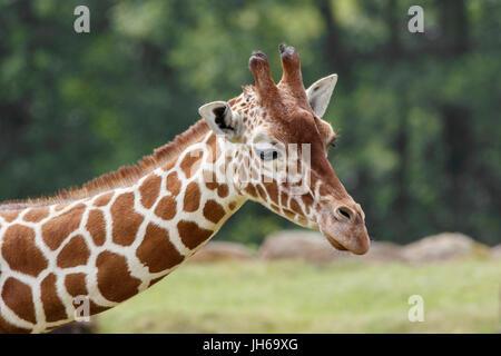 Giraffe Kopf Stockfoto