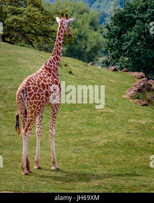 Giraffe Stockfoto