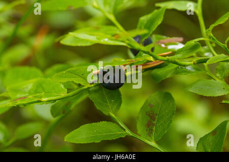 Schöne reife Heidelbeeren auf einem natürlichen Hintergrund im Wald. Flache Tiefenschärfe closeup Makro Foto. Stockfoto