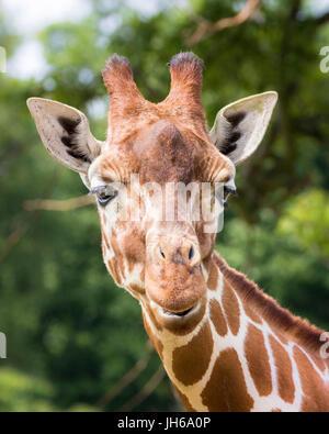 Giraffe Kopf Stockfoto