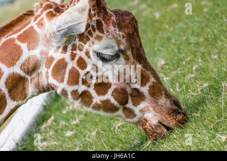 Giraffenkopf, der Gras isst Stockfoto