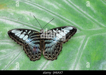 Ein blauer Schmetterling thront auf einem grünen Blatt mit ausgestreckten Flügeln Stockfoto