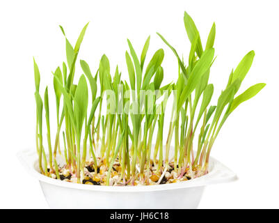 Junge Popcorn Pflanzen im weißen Kunststoff-Tablett über weiß. Sämlinge aus Kerne in Blumenerde. Sprossen und Blättern von Mais, Zea Mays. Stockfoto