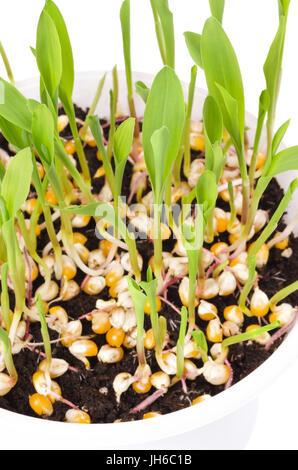 Junge Popcorn Pflanzen in weißem Kunststoff-Tablett, vertikale. Sämlinge aus Kerne in Blumenerde. Sprossen und Blättern von Mais, Zea Mays. Stockfoto