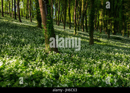 Bärlauch für ein Waldboden im kleinen Dorf von Winterbourne Abbas in West Dorset, England, UK Stockfoto