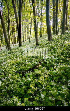 Bärlauch für ein Waldboden im kleinen Dorf von Winterbourne Abbas in West Dorset, England, UK Stockfoto