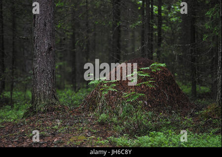 der Ameisenhaufen in der Taiga-Wald Stockfoto