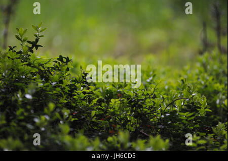 Frische Sprossen Cranberry Sträucher im Wald im Gegenlicht. Stockfoto