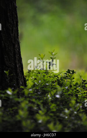 Frische Sprossen Cranberry Sträucher im Wald im Gegenlicht. Stockfoto