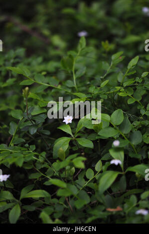 Paris Guadrifolia (Melanthiaceae) Blüte der Frühlingswald. Stockfoto