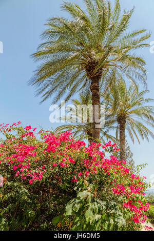 Palmen Sie (Palmsonntag) und rot blühende Sträucher im Garten der Seligpreisungen Kirche, auf dem See Genezareth, Berg der Seligpreisungen, Kinnerot, Israel. Stockfoto