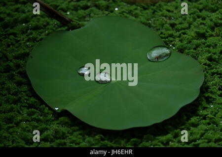 Wassertropfen auf einem Lotusblatt Stockfoto