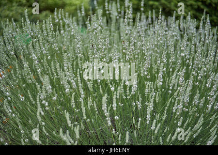 Reichlich blühen weiße Lavendel Busch Lavandula intermedia Edelweiß Stockfoto