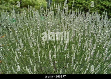 Reichlich blühen weiße Lavendel Busch Lavandula intermedia Edelweiß Stockfoto