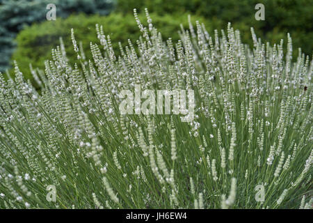 Reichlich blühen weiße Lavendel Busch Lavandula intermedia Edelweiß Stockfoto