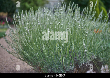 Reichlich blühen weiße Lavendel Busch Lavandula intermedia Edelweiß Stockfoto