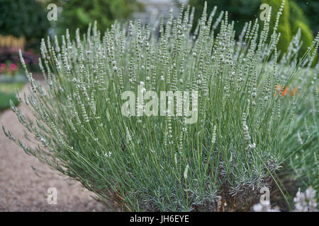 Reichlich blühen weiße Lavendel Busch Lavandula intermedia Edelweiß Stockfoto