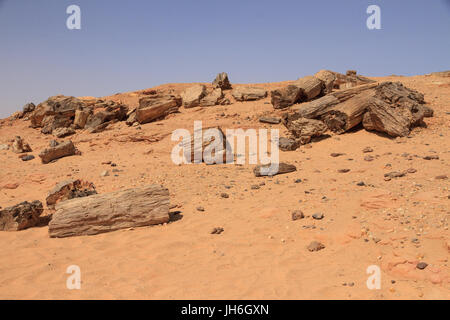 Versteinertes Holz in der Nähe von El Kurru, Nord-Sudan Stockfoto