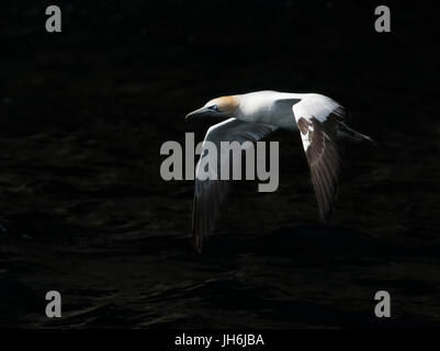 Ein Basstölpel (Morus Bassanus) im Flug über das Meer, Shetland-Inseln, UK Stockfoto