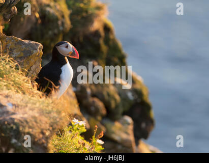 Ein einzelnes Papageientaucher (Fratercula Arctica) blickt auf das Meer bei Sonnenuntergang, Sumburgh Head, Shetland, UK Stockfoto