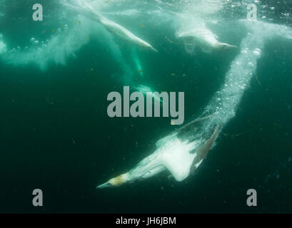 Ein Basstölpel (Morus Bassanus) Tauchgänge für Fisch von den Shetland-Inseln, UK Stockfoto