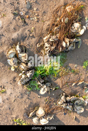 Algen und Austern Muscheln im Sand. Stockfoto