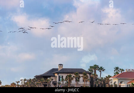 Pelikane fliegen in Formation bei Sonnenaufgang über Luxus-Wohnungen direkt am Strand in Ponte Vedra Beach im Nordosten Floridas. (USA) Stockfoto