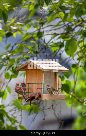 Männliche und weibliche lila Finken, Haemorhous Purpureus, Essen Samen aus einer hängenden Vogelhäuschen in Lissabon, NH, USA. Stockfoto