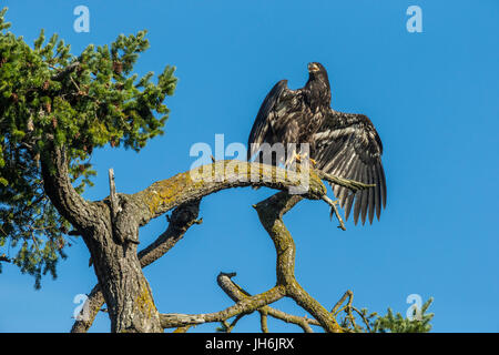 Juvenile neu flügge Weißkopfseeadler Eaglet gehockt Douglasie mit Blick auf Roberts Bay-Sidney, British Columbia, Kanada. Stockfoto