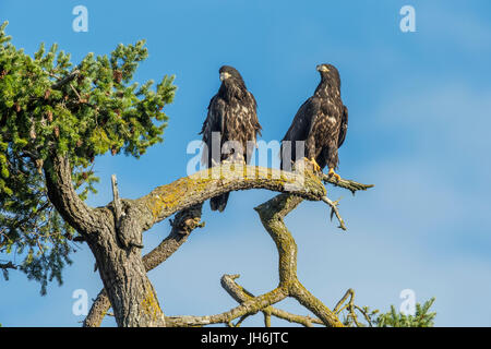 Juvenile neu flügge Weißkopfseeadler Eaglet gehockt Douglasie mit Blick auf Roberts Bay-Sidney, British Columbia, Kanada. Stockfoto