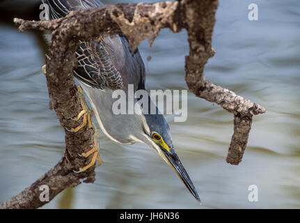 Gestreift Reiher oder Little Green Heron, (Butorides Striata), Jagd in Feuchtgebieten, Keoladeo Ghana National Park, Bharatpur, Rajasthan, Indien Stockfoto