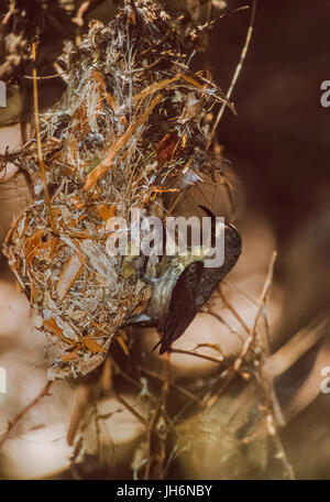 Lila Sunbird, erwachsenes Weibchen im Nest, (Cinnyris Keoaldeo asiaticus), Ghana National Park, Bharatpur, Rajasthan, Indien Stockfoto